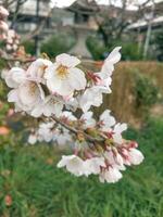 skön rosa sakura körsbär blomma blommor blomning i de trädgård i vår foto