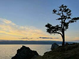 silhuett av kader träd nära sten shamanka på olkhon ö på solnedgång, sjö baikal, ryssland foto
