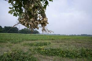 ett knippa av jordnötter med en suddig grön bakgrund i de fält. selektiv fokus foto
