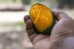 hand innehav gul mogen bita mango frukt med de suddigt bakgrund foto