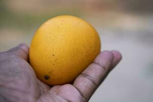 mango frukt i hand på suddig bakgrund. närbild foto