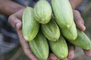 jordbrukare hålla handen några rå grön spetsig kalebass. selektiv fokus foto
