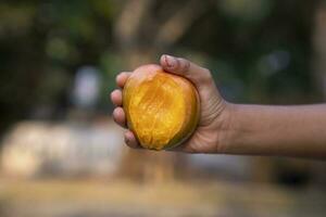 hålla handen mango bita på suddig bakgrund, selektiv fokus med grund djup av fält foto