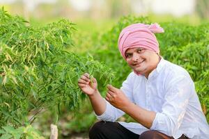 indisk Lycklig jordbrukare innehav grön chili , grön chili jordbruk, ung jordbrukare foto