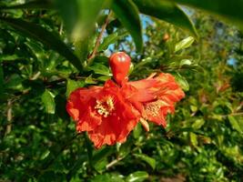 röd blomma blomma på en frukt träd gren foto