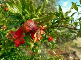 röd granatäpple blomma semi mogna på en träd foto