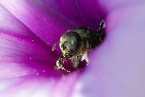 Foto makro, detaljerad makro Foto av en bi uppflugen på en blad stjälk