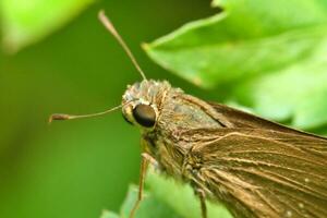 makro insekt, makro extrem av skeppare fjäril i de vilda djur och växter foto