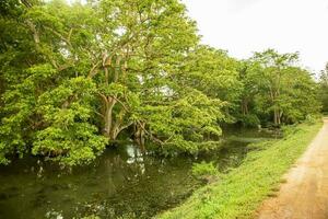 flod och träd i de landsbygden av sri lanka, sydöst Asien. foto