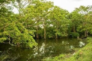 flod och träd i de landsbygden av sri lanka, sydöst Asien. foto