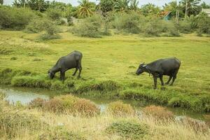 två buffel äter gräs i en äng i de landsbygden av sri lanka foto