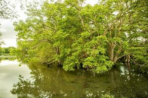 flod och träd i de landsbygden av sri lanka, sydöst Asien. foto