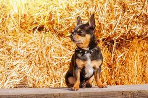 chihuahua tricolor i en krage med spikar. en hund på en bakgrund av hö. en sällskapsdjur, ett djur. foto