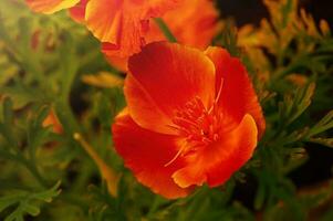 makro Foto av ett orange blomma. esholtia blooms på en solig dag.