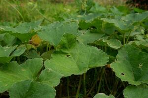 platt lägga mönster av honung kalebass löv växt Cucurbita maxima duchesne för bakgrund natur foto