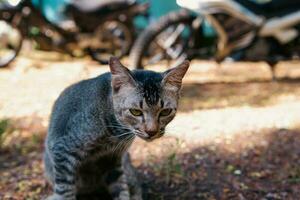 porträtt av en ung tabby katt med en fläck eller bokeh bakgrund foto