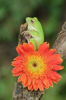 makro skede av groda och orange blomma foto