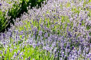 skön blommor närbild foto