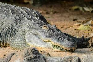 alligator i djurparken foto