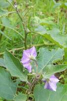 lila äggplanta blomma i de trädgård, solanum melongena foto