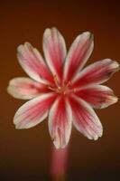 skön rosa blomma sommar blomstrande stänga upp botanisk bakgrund Lewisia leeana familj montiaceae stor storlek hög kvalitet modern omedelbar skriva ut foto