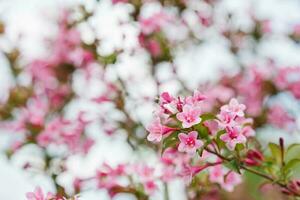 rosa weigela blommor i de trädgård i sommar foto