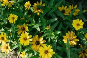 gul zinnia blommor blomma i de trädgård i sommar foto