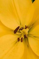 gul blommor av asiatic hybrider lilium i sommar i de trädgård stänga upp med defokusering foto