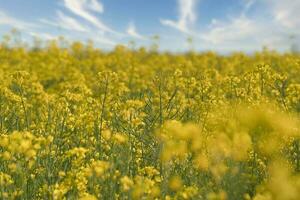 våldta med gul blommor i de raps fält. produkt för ätlig olja och bio bränsle foto