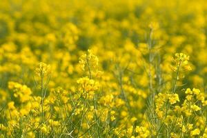 våldta med gul blommor i de raps fält. produkt för ätlig olja och bio bränsle foto