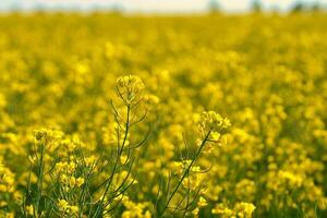 våldta med gul blommor i de raps fält. produkt för ätlig olja och bio bränsle foto