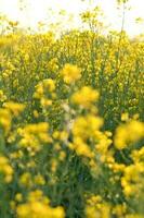 våldta med gul blommor i de raps fält. produkt för ätlig olja och bio bränsle foto