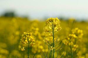 våldta med gul blommor i de raps fält. produkt för ätlig olja och bio bränsle foto