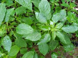 bild av färsk och våt grön löv efter regn. lämplig för öga terapi eller avslappning från påfrestning foto