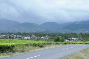 te trädgård i de område av montera kerinci, jambi, indonesien foto