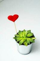 saftig växt röd hjärta i stål pott på grå bakgrund foto