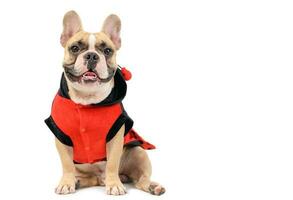 förtjusande franska bulldogg bär en söt och rolig nyckelpiga kostym isolerat foto