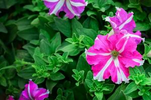 skön rosa petunia blomma blomning i trädgård, foto