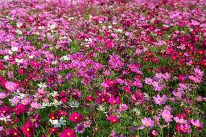 skön kosmos blommor blomning i kosmos fält på saraburi, foto