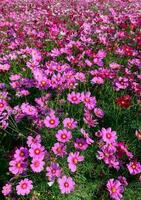 skön kosmos blommor blomning i kosmos fält foto