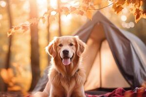 gyllene retriever hund camping i trän i främre av tält med natur bakgrund och morgon- solljus, generativ ai foto