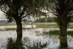 landskap av en översvämmad äng med träd i de förgrund. träd i de vatten följande de översvämning som en resultat av global uppvärmning. foto