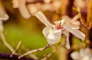 närbild av vit magnoliablomma naturlig blommig vår foto