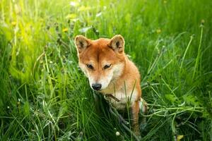 röd shiba inu hund spelar i vår grön gräs. rolig japansk hund shiba inu utseende tycka om en räv foto