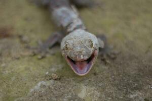 en Foto av en gecko med dess mun öppen