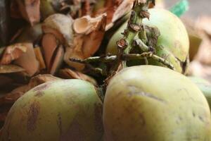 knippa av omogen grön kokosnötter i stad gata marknadsföra. foto