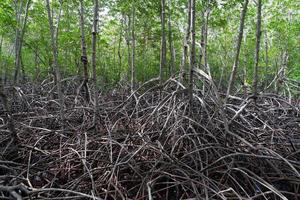 landskap av mangroveskog i tropiskt land foto