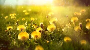 kamomill fält blommor gräns. skön natur scen med blomning medicinsk kamomill i Sol blossa. alternativ medicin vår daisy. sommar blommor. sommar bakgrund. genererad ai foto