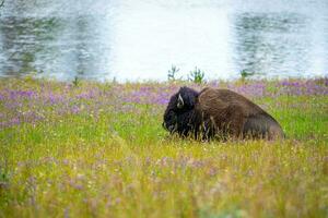 amerikan bison i de fält av yellowstone nationell parkera, wyoming foto