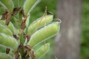 mogen frukt av lupinus polyphyllus med lurvig hårig skida och torkades brun fallen ner blommor på suddig skog bakgrund foto